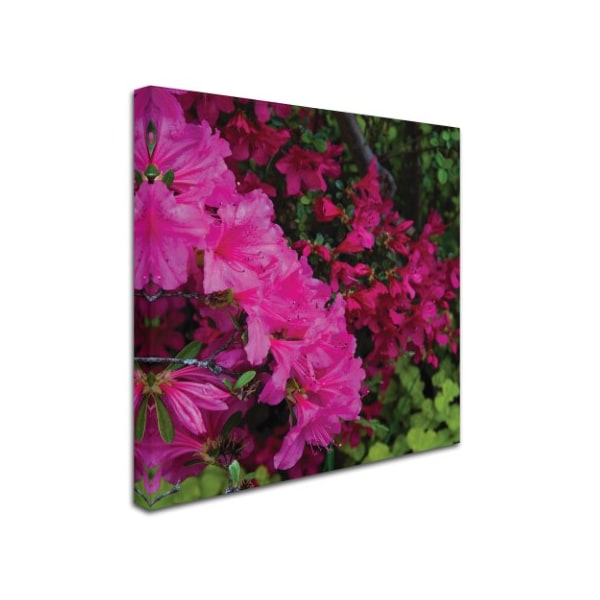 Kurt Shaffer 'Pink And Red Azalea Flowers' Canvas Art,14x14